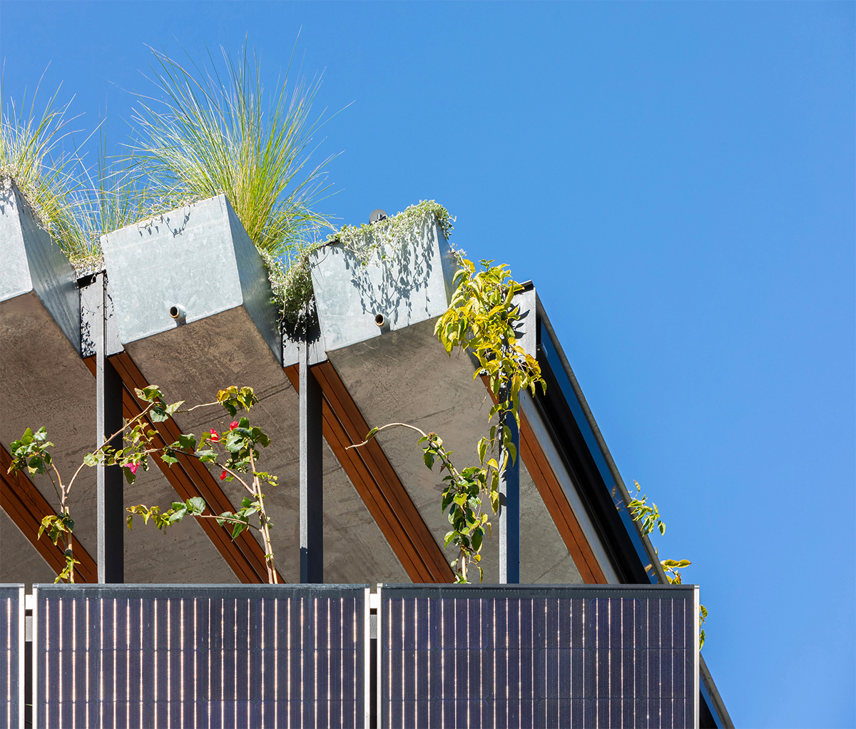 CplusC Architectural Workshop (Австралия). Джунгли на крыше
